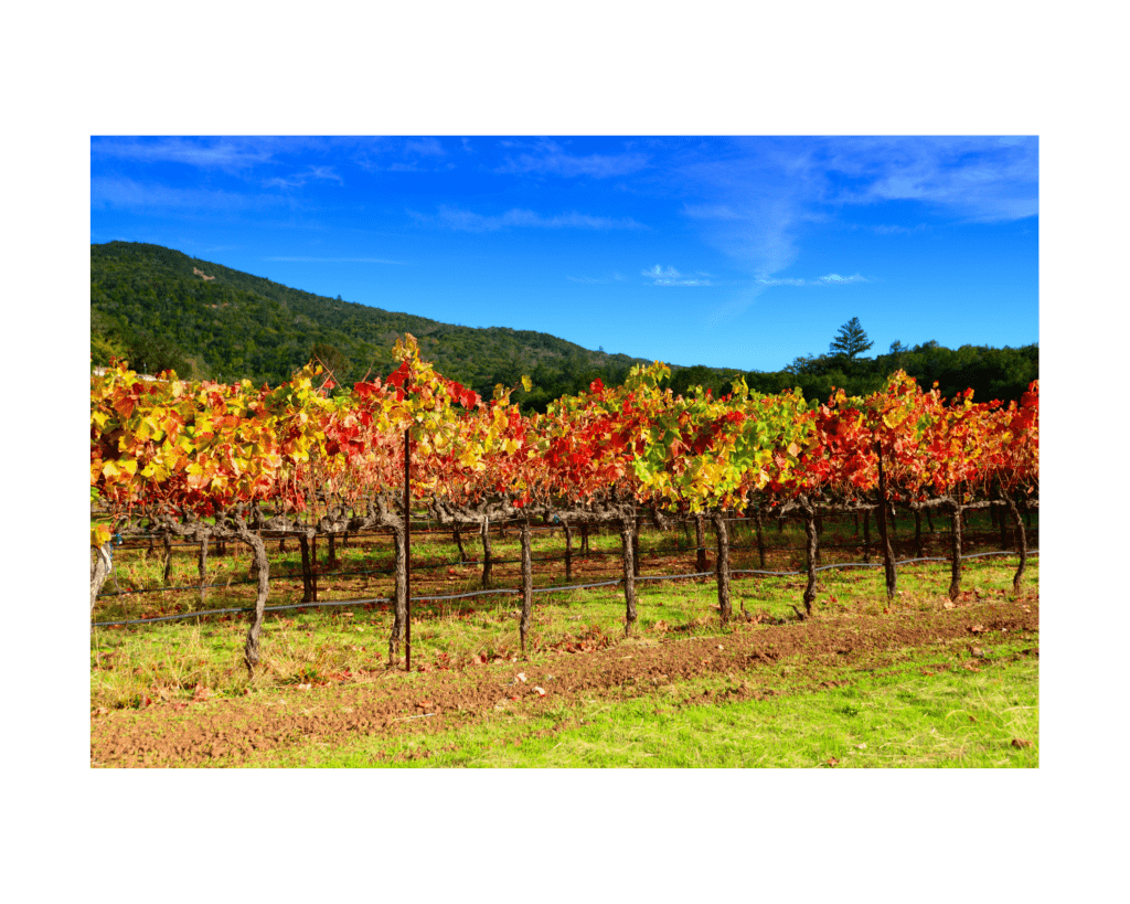 Napa Valley Winery
